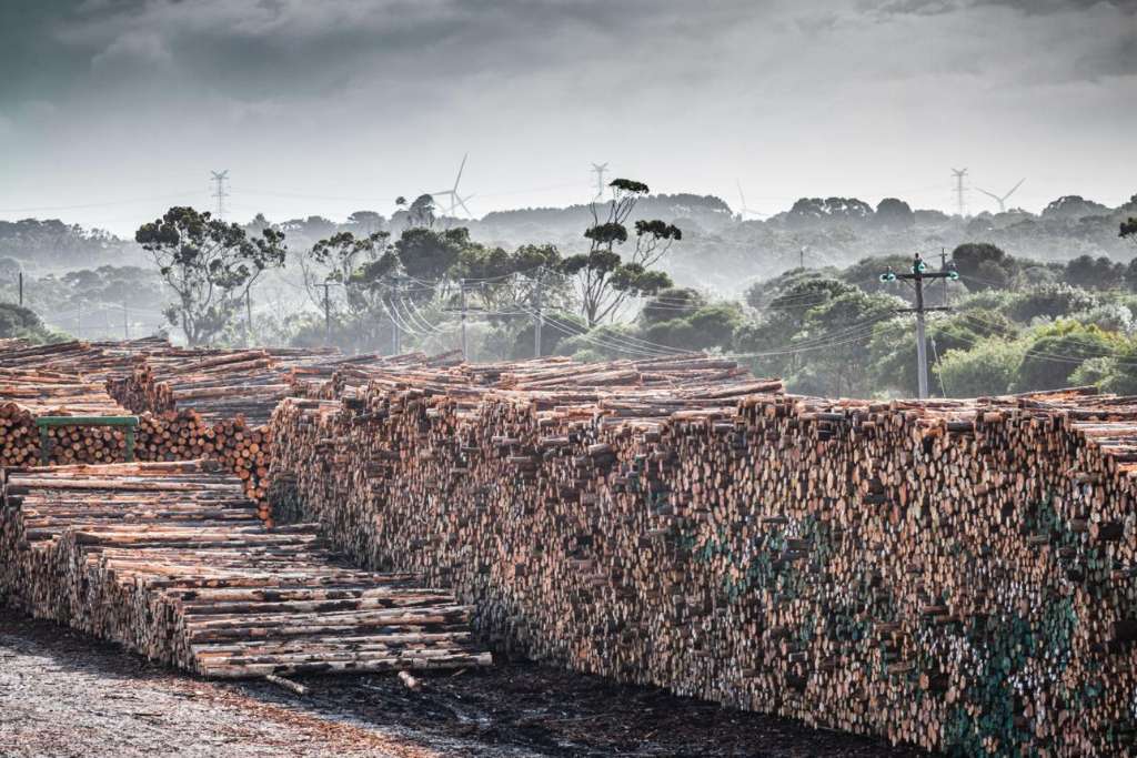 $200 Million Timber Manufacturing Hub Proposed to Boost South-West Victoria Forestry Industry