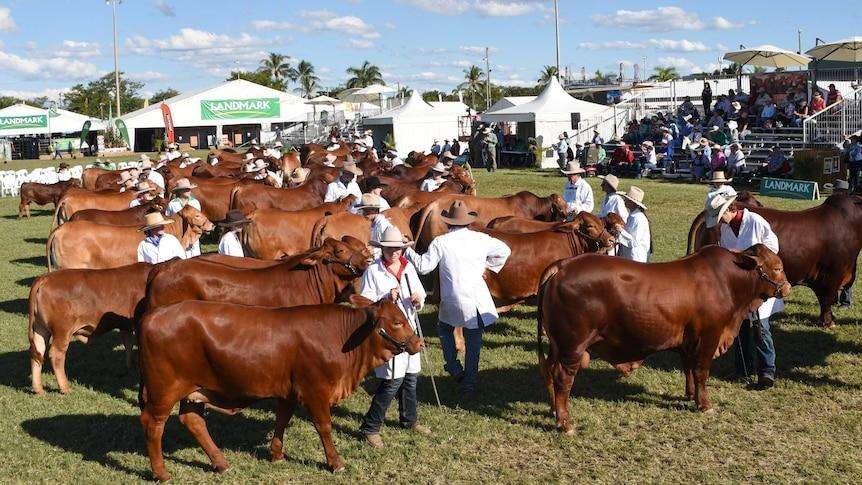 Charter Flights Planned as Beef Expo Faces Accommodation Shortage - Rockhampton, QLD