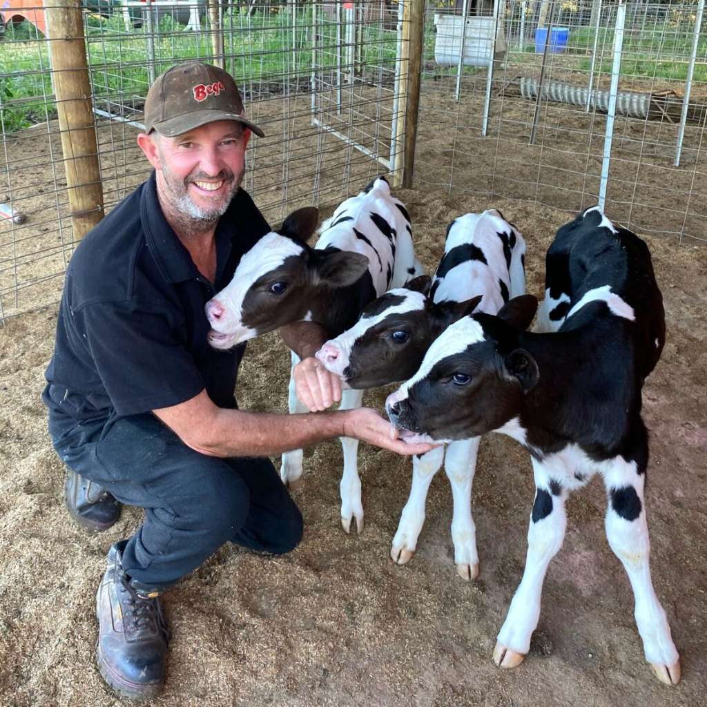 Dairy farmers turn calves into beef as fast food demand drives new opportunities