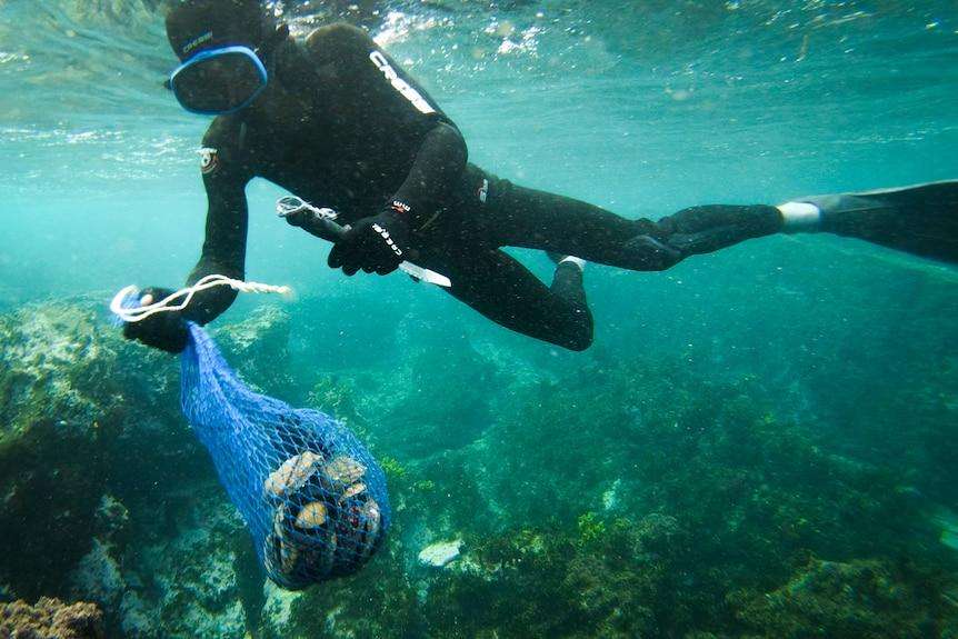 NSW considers major South Coast abalone fishing closure as shellfish stocks reach critical levels