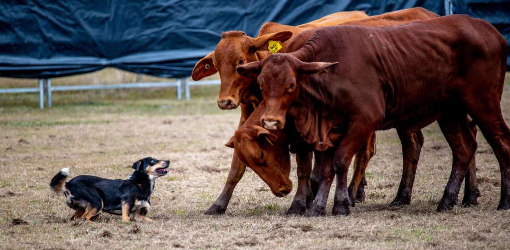 Working dogs surge in popularity as Australian farmers rely on skilled canine helpers