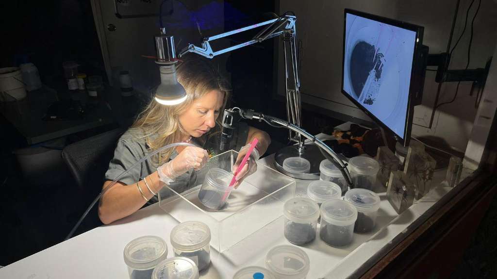 Major milestone reached in life-saving funnel-web spider antivenom program on the Central Coast