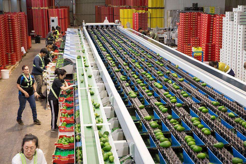 Australian avocado demand surges as production rebounds toward record harvest