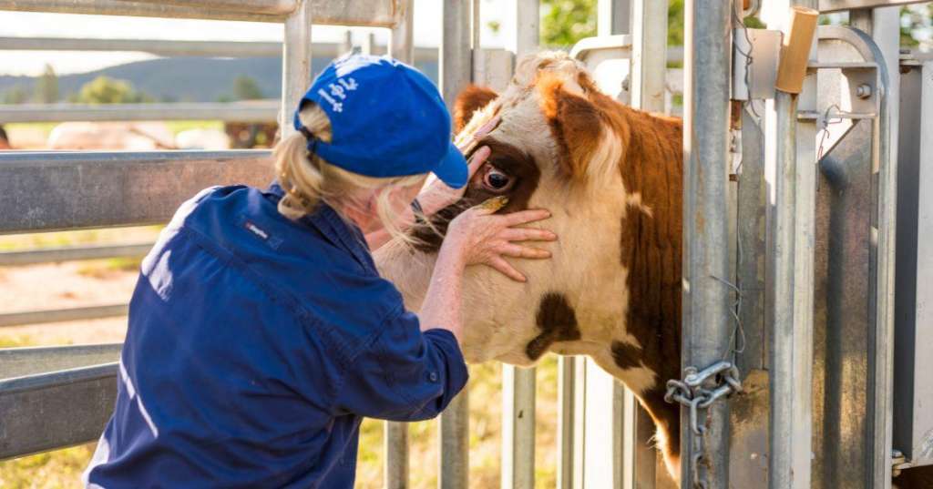 Veterinary students left out of Commonwealth Prac Payment expansion despite long unpaid placements