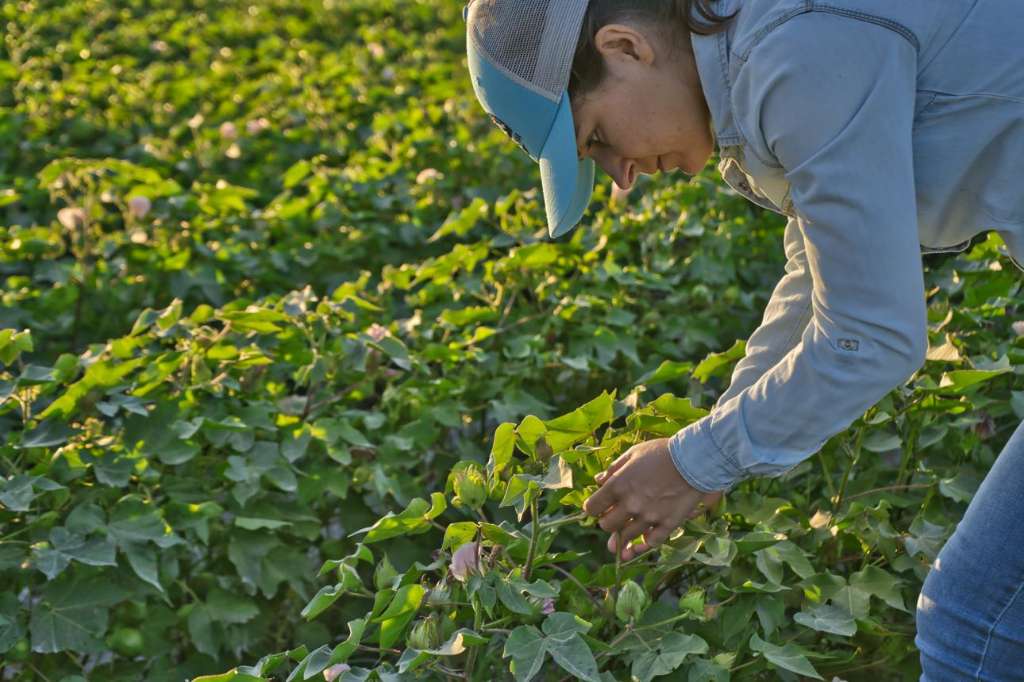 Ramularia leaf spot threatens Queensland cotton crops as growers urged to monitor disease