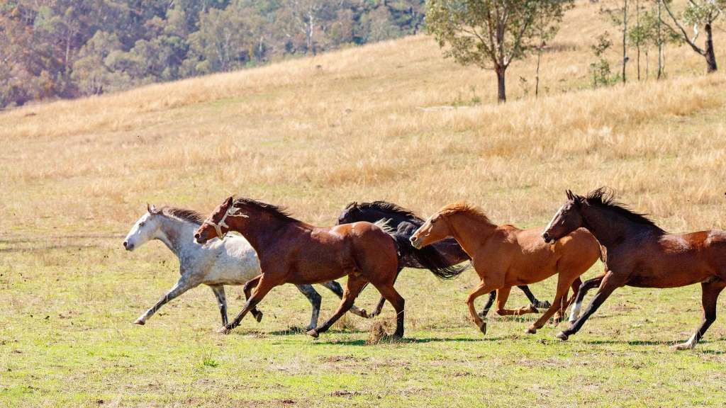 Invasive Species Council calls for feral horse control at Lake Muir wetlands in WA