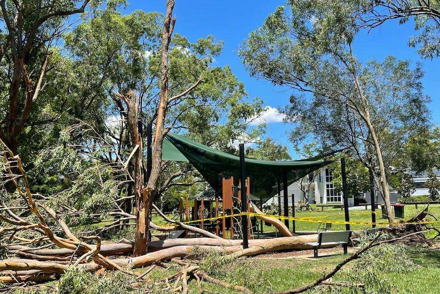 Woman and young boy injured after falling tree branch strikes crowd at Brisbane park