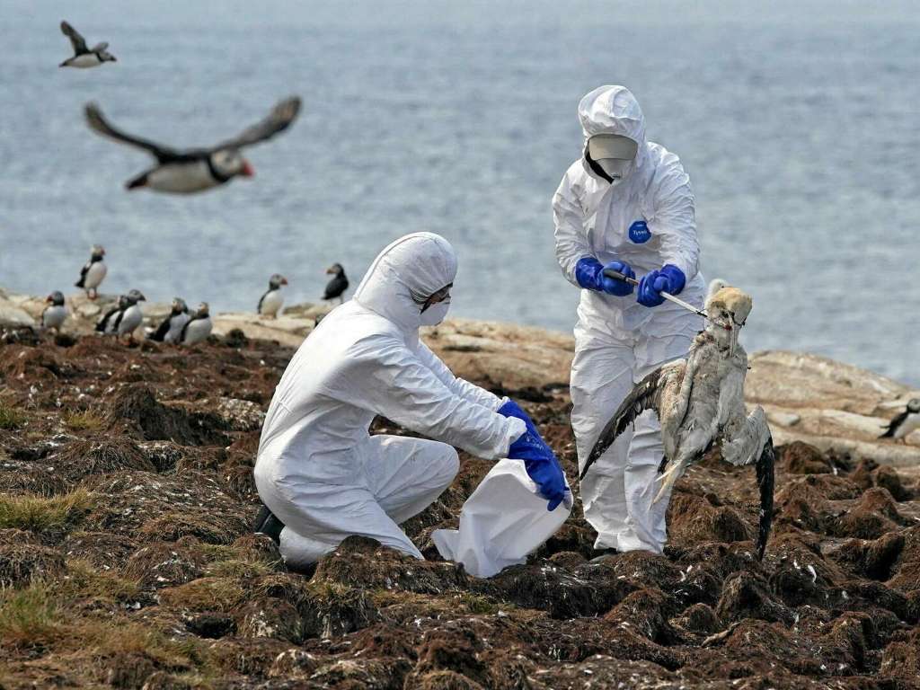 Bird flu reaches Seal Island, placing endangered Australian sea lions at greater risk