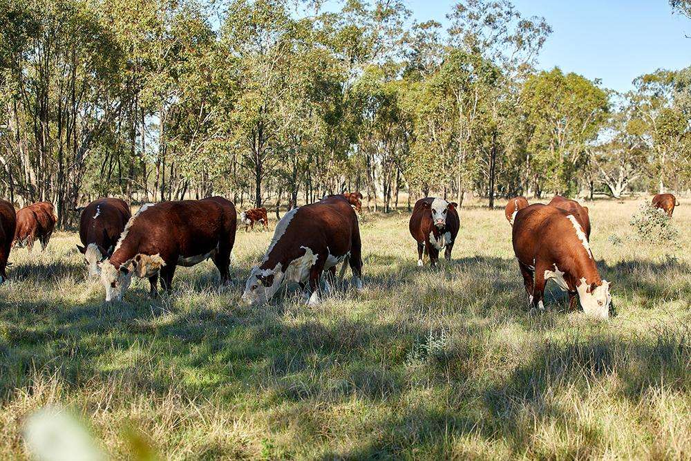 Conservation groups call for review of NSW land-clearing rules over native vegetation concerns