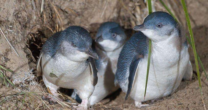 Bird Flu Threat Raises Concerns for Melbourne’s St Kilda Little Penguins