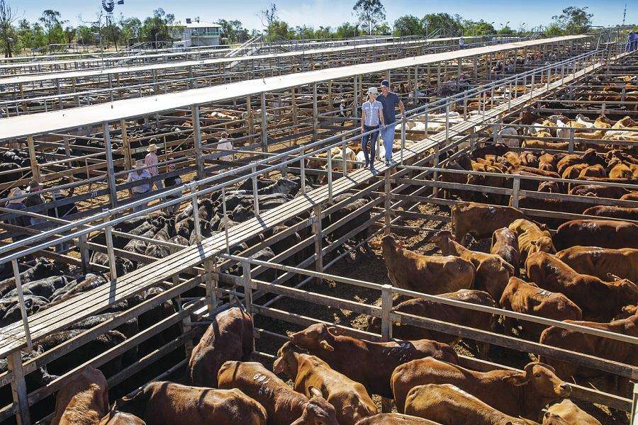 Roma Cattle Market Sees Strong Yardings as Producers Watch Prices