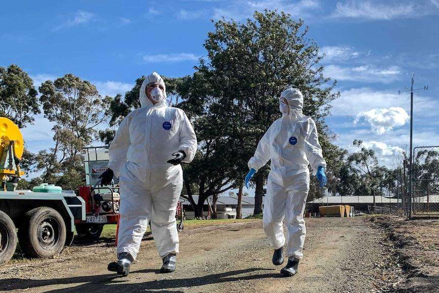 Victoria Orders Poultry Lockdown After Additional H5N1 Bird Flu Cases Confirmed