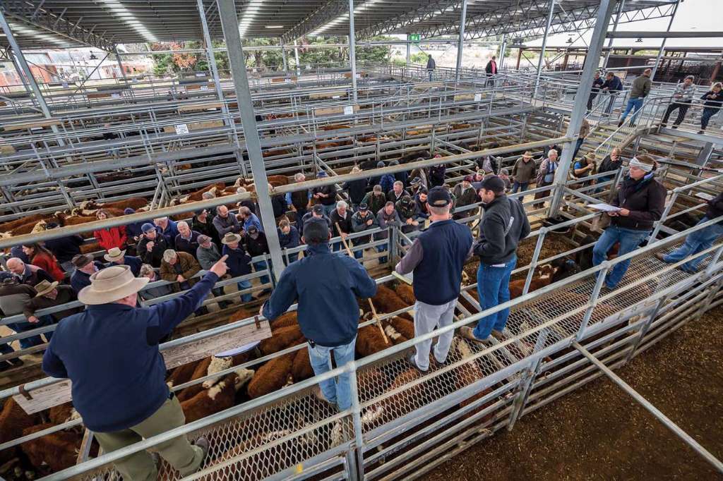 Sale Cattle Market Sees Strong Competition From Gippsland Buyers - Sale, VIC