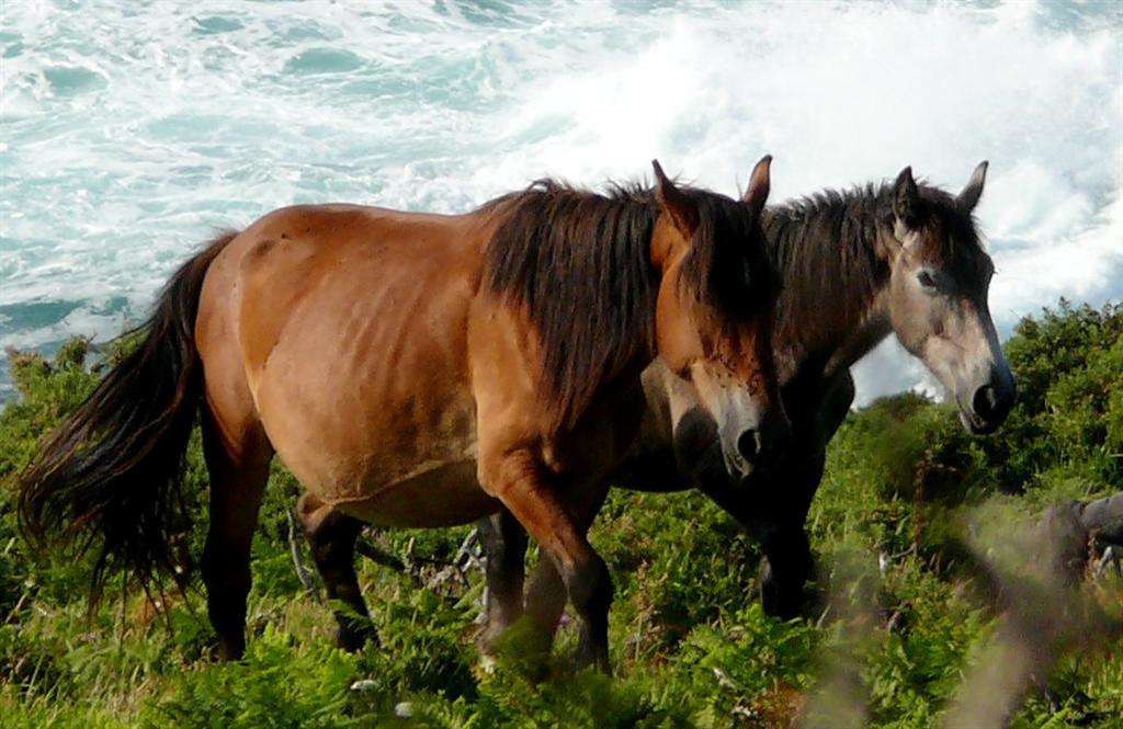 Calls Grow to Stop Proposed Aerial Horse Cull Near Coffs Harbour