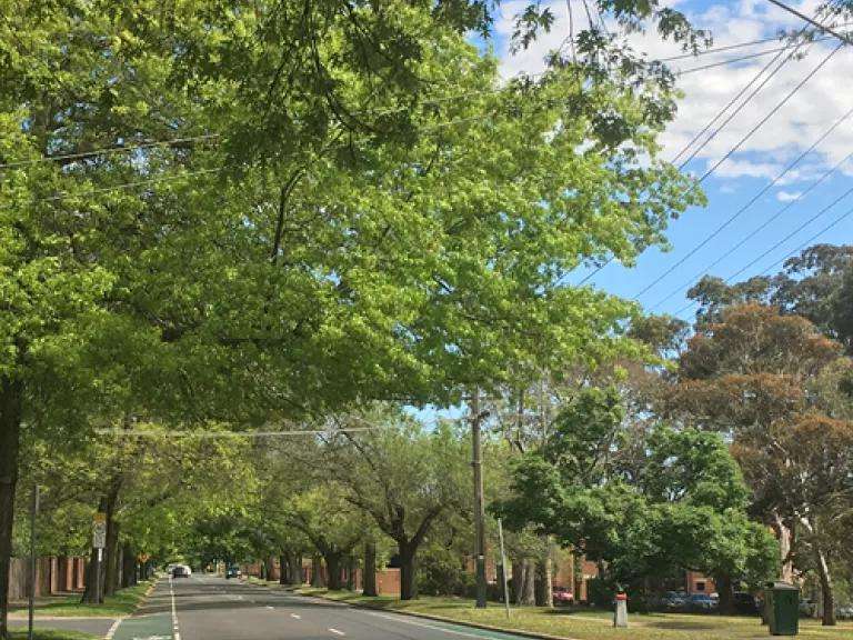 Major Tree Works Planned Near Donvale High-Voltage Powerlines