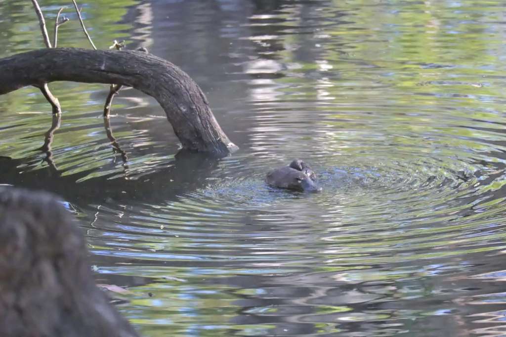 Early Windamere Water Release Aims to Protect Cudgegong River Platypus