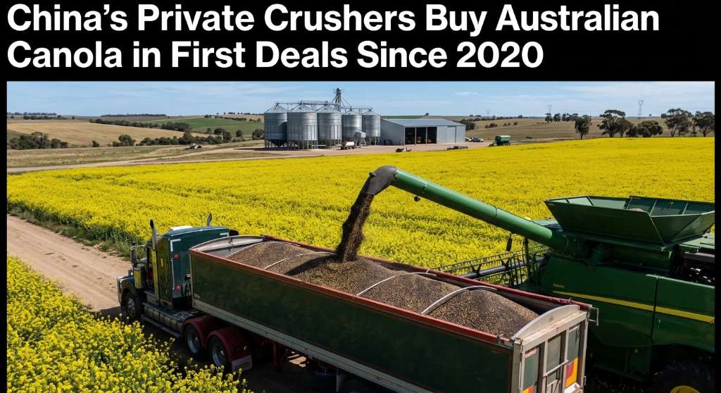 China's Private Crushers Buy Australian Canola in First Deals Since 2020