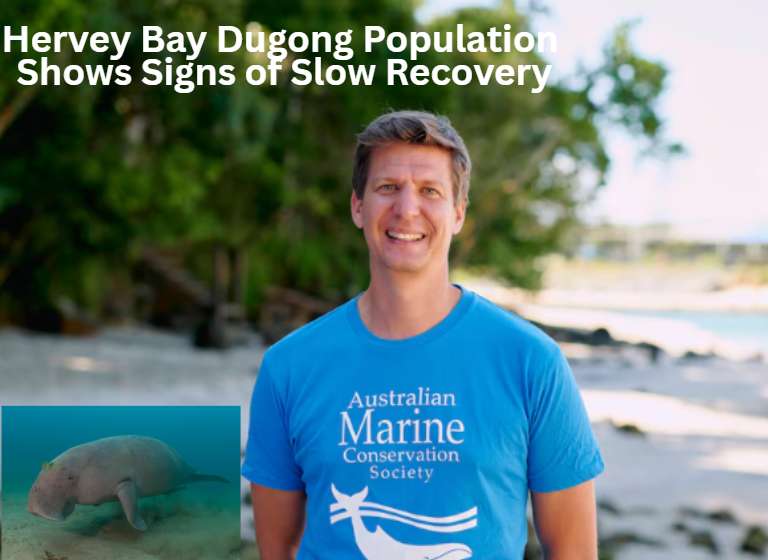 Hervey Bay Dugong Population Shows Signs of Slow Recovery - Hervey Bay, QLD