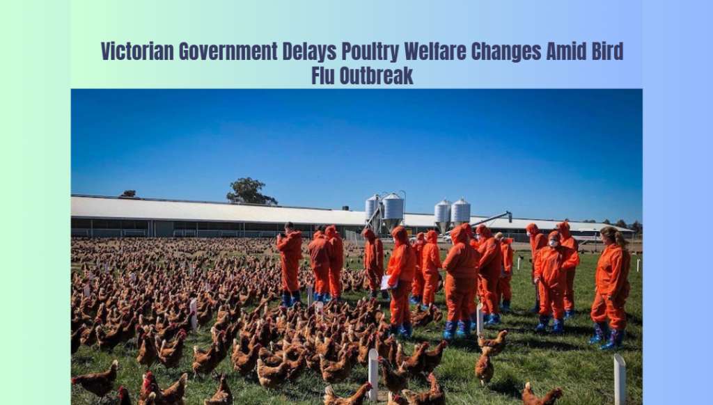 Victorian Government Delays Poultry Welfare Changes Amid Bird Flu Outbreak - Melbourne, VIC