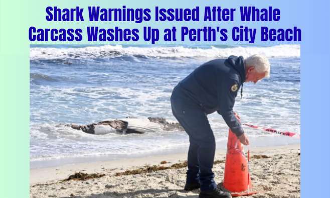 Shark Warnings Issued After Whale Carcass Washes Up at Perth's City Beach