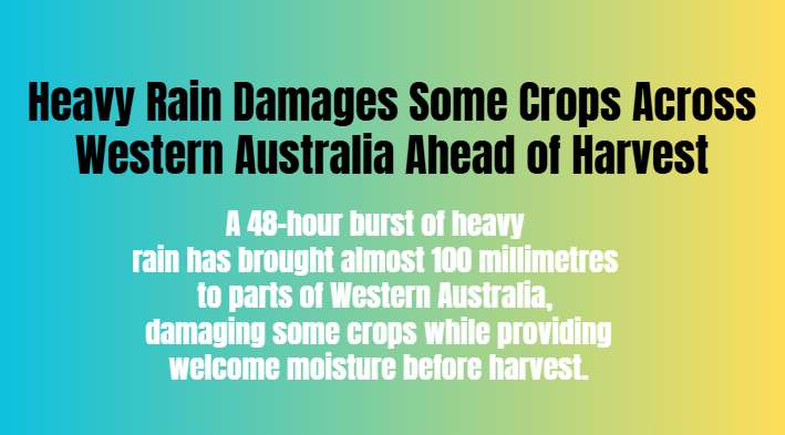 Heavy Rain Damages Some Crops Across Western Australia Ahead of Harvest