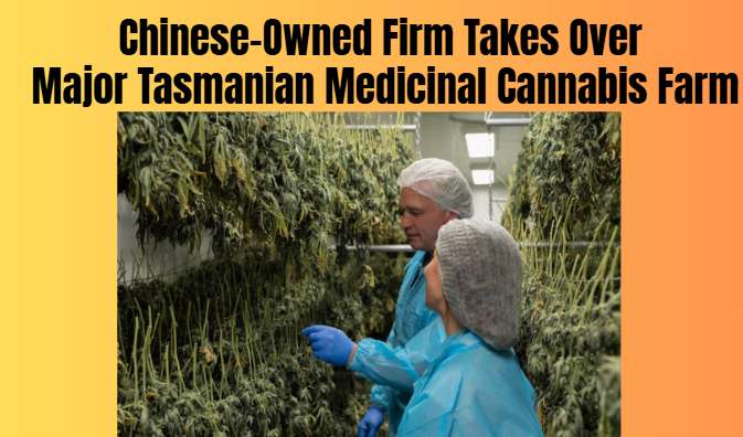 Chinese-Owned Firm Takes Over Major Tasmanian Medicinal Cannabis Farm - Hobart, TAS
