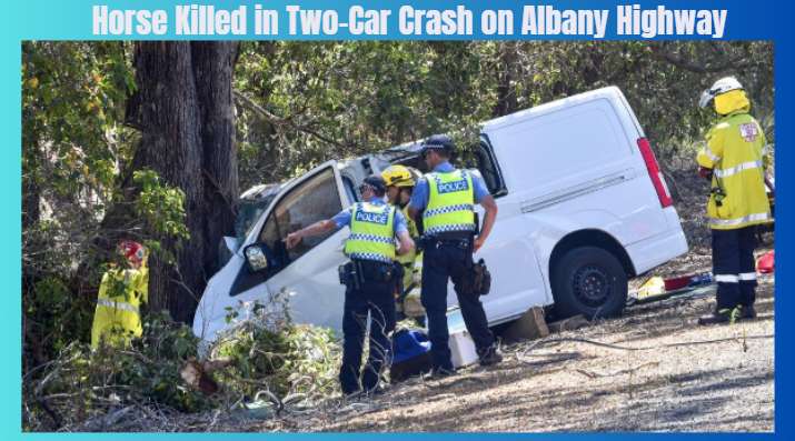 Horse Killed in Two-Car Crash on Albany Highway