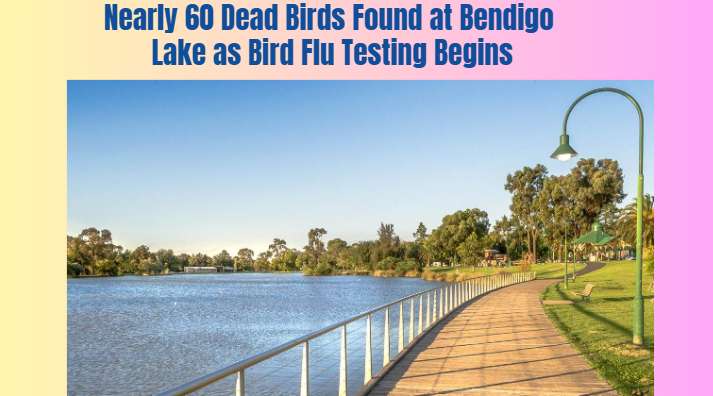 Nearly 60 Dead Birds Found at Bendigo Lake as Bird Flu Testing Begins - Bendigo, VIC