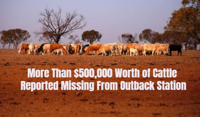 More Than $500,000 Worth of Cattle Reported Missing From Outback Station