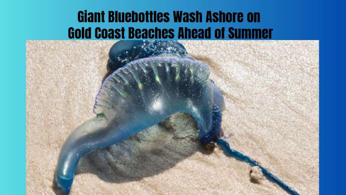 Giant Bluebottles Wash Ashore on Gold Coast Beaches Ahead of Summer