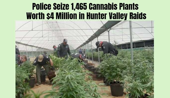 Police Seize 1,465 Cannabis Plants Worth $4 Million in Hunter Valley Raids