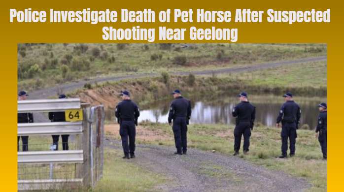 Police Investigate Death of Pet Horse After Suspected Shooting Near Geelong