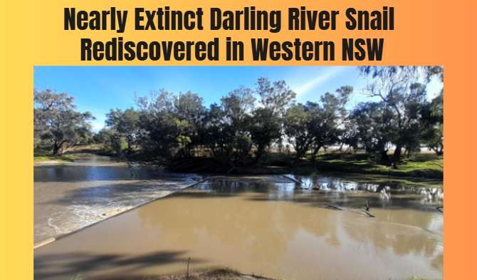 Nearly Extinct Darling River Snail Rediscovered in Western NSW
