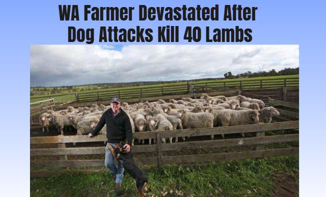 WA Farmer Devastated After Dog Attacks Kill 40 Lambs - Porongurup, WA