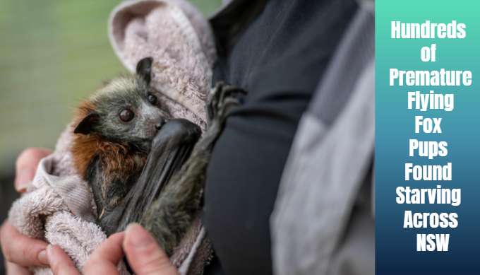 Hundreds of Premature Flying Fox Pups Found Starving Across NSW - Illawarra, NSW