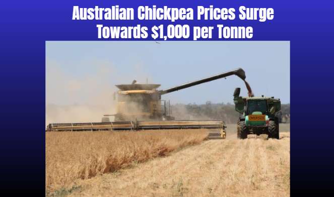 Australian Chickpea Prices Surge Towards $1,000 per Tonne