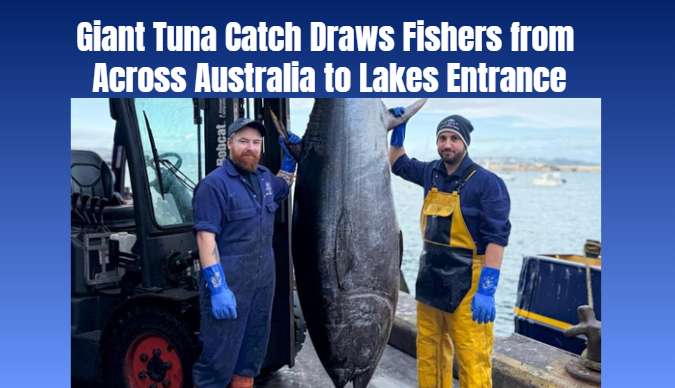 Giant Tuna Catch Draws Fishers from Across Australia to Lakes Entrance