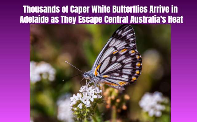Thousands of Caper White Butterflies Arrive in Adelaide as They Escape Central Australia's Heat