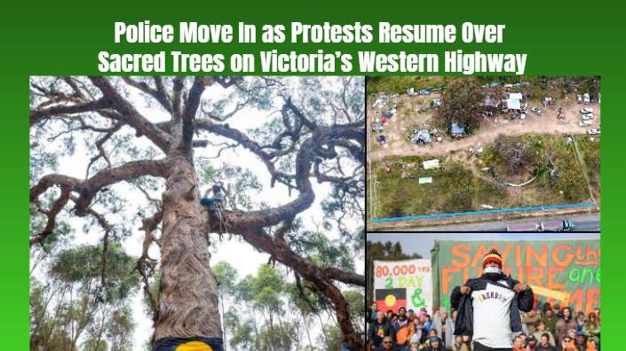 Police Move In as Protests Resume Over Sacred Trees on Victoria’s Western Highway