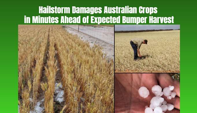 Hailstorm Damages Australian Crops in Minutes Ahead of Expected Bumper Harvest