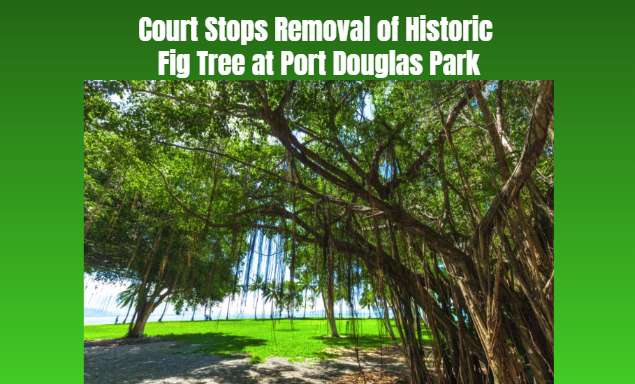 Court Stops Removal of Historic Fig Tree at Port Douglas Park - Port Douglas, QLD