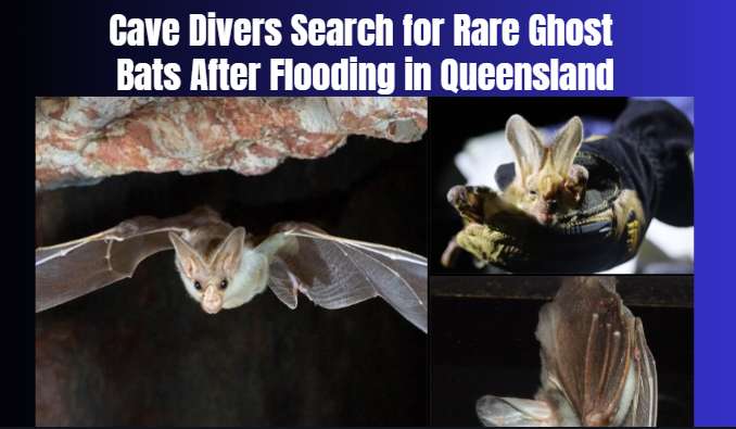 Cave Divers Search for Rare Ghost Bats After Flooding in Queensland