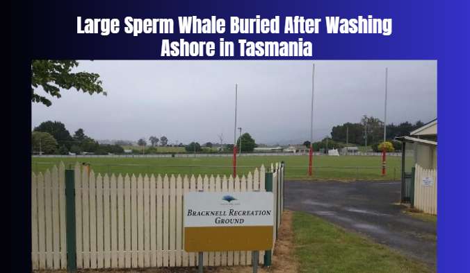 Large Sperm Whale Buried After Washing Ashore in Tasmania