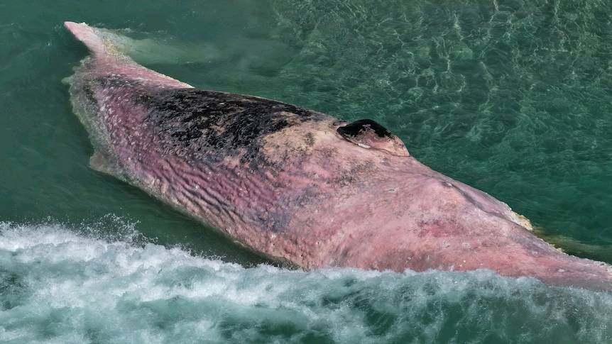 Rotting sperm whale carcass forces relocation of Tasmania's largest open water swim