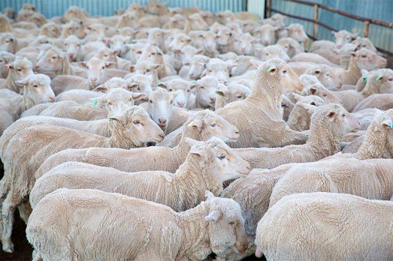 Closure of Beaufort River abattoir a devastating blow to Great Southern jobs and sheep industry: Hunter, Rundle
