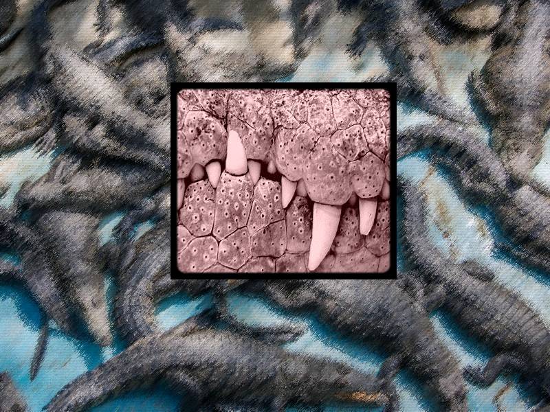 The Australian crocodile industry’s problematic trio