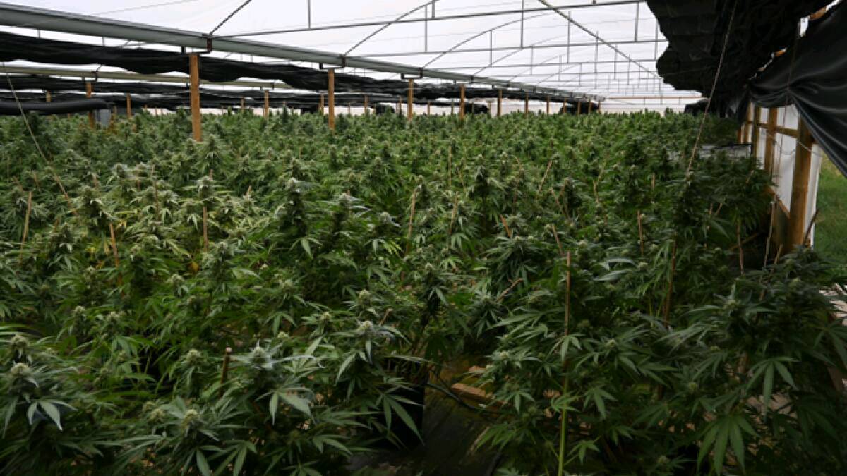 Astonishing amount of cannabis found in Victoria’s biggest bust