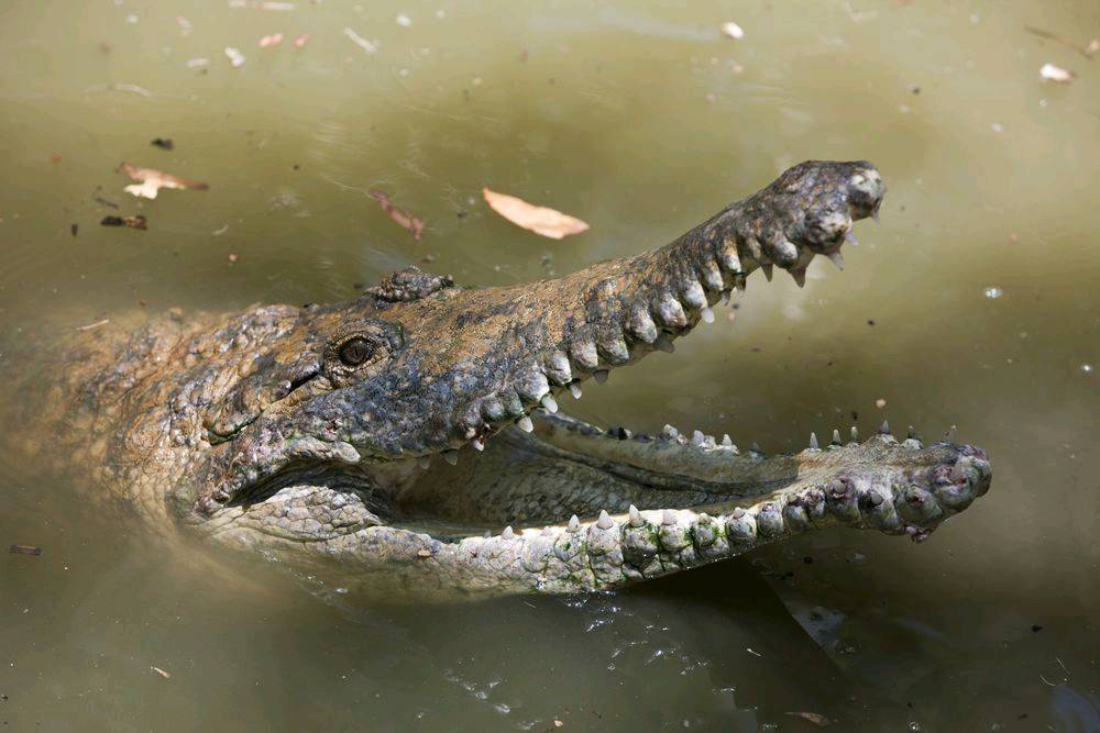 Man attacked by large crocodile while sleeping at remote Kimberley beach