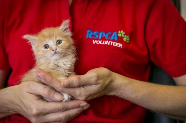 NSW animal rescuers call for urgent reforms amid growing stray cat