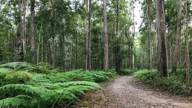 Eumundi Conservation Park offers scenic forest trails and creekside adventures - image 2